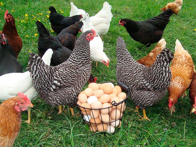 Содержание кур и уход за ними | ЗооТом - продажа, вязка и услуги для животных в Елизово