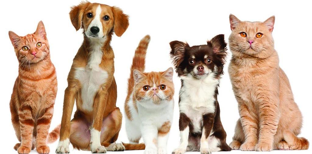 Доска объявлений о животных | ЗооТом - продажа, вязка и услуги для животных в Елизово