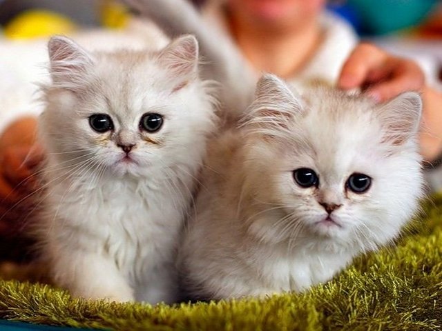 Породы кошек в Елизово | ЗооТом портал о животных