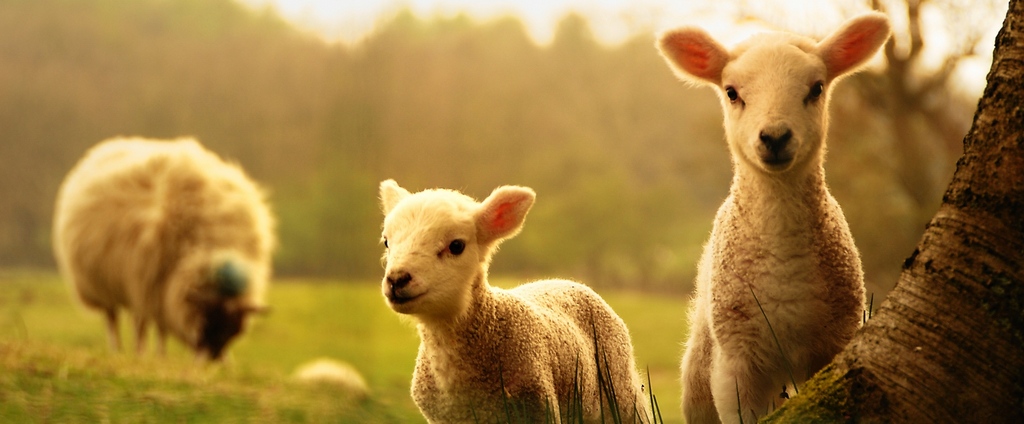 Объявления о сельскохозяйственных животных | ЗооТом - продажа, вязка и услуги для животных в Елизово