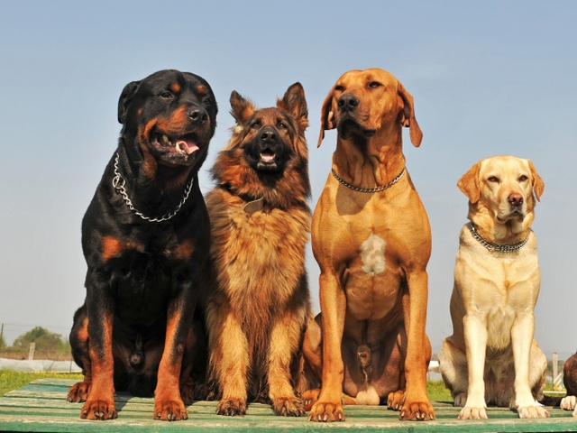 Крупные породы собак в Елизово | ЗооТом портал о животных